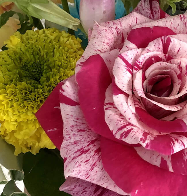 ハルカゼフラワー