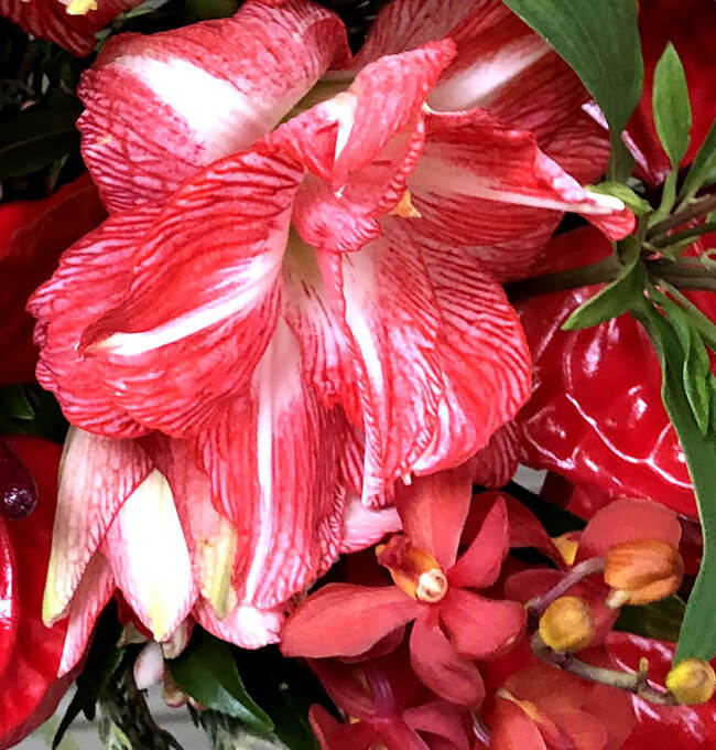 ハルカゼフラワー