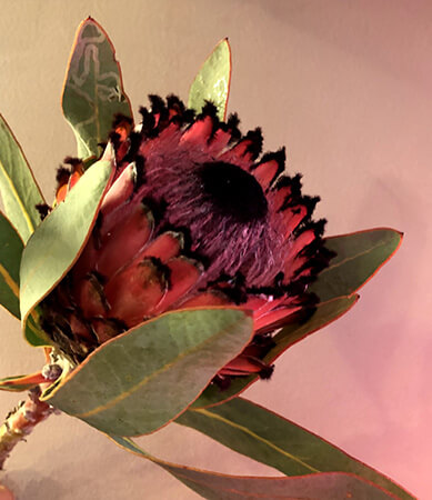 ドライフラワー